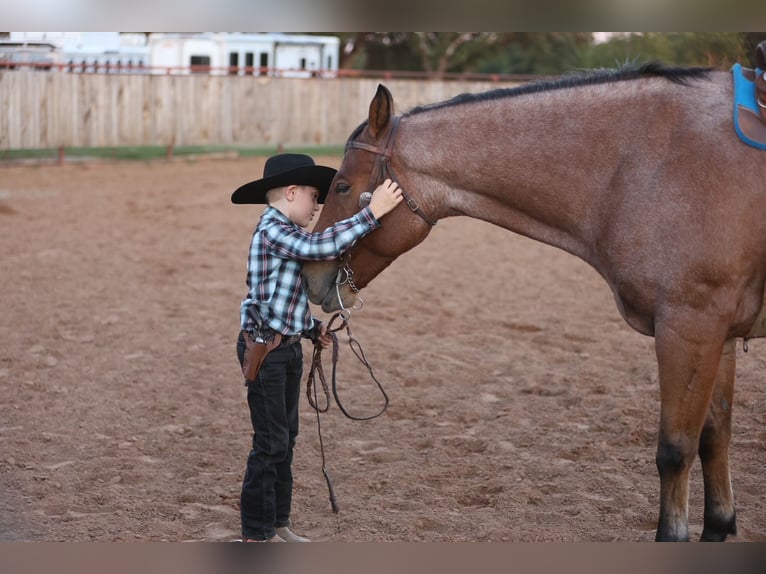 Quarter horse américain Hongre 8 Ans Roan-Bay in Weatherford