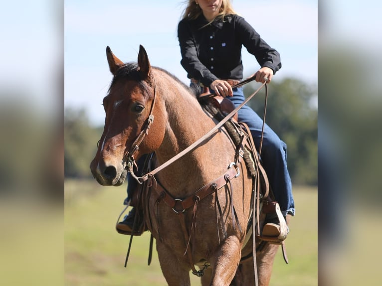 Quarter horse américain Hongre 8 Ans Roan-Bay in Weatherford