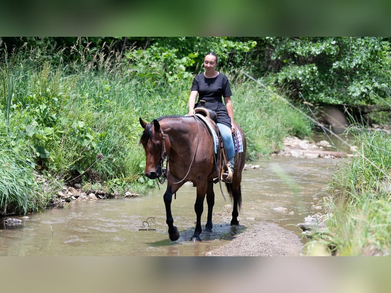 Quarter horse américain Croisé Hongre 8 Ans Roan-Bay in Fredericksburg