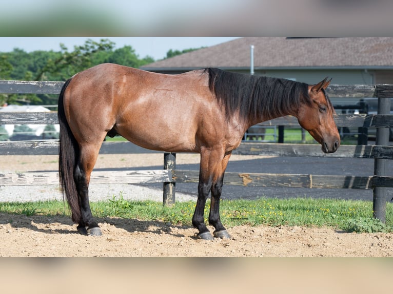 Quarter horse américain Croisé Hongre 8 Ans Roan-Bay in Fredericksburg