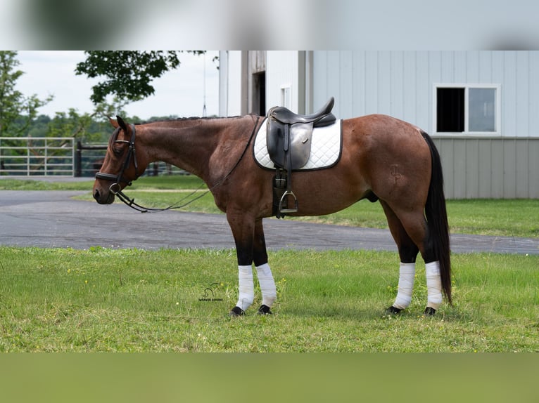 Quarter horse américain Croisé Hongre 8 Ans Roan-Bay in Fredericksburg
