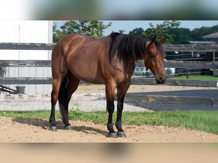 Quarter horse américain Croisé Hongre 8 Ans Roan-Bay in Fredericksburg