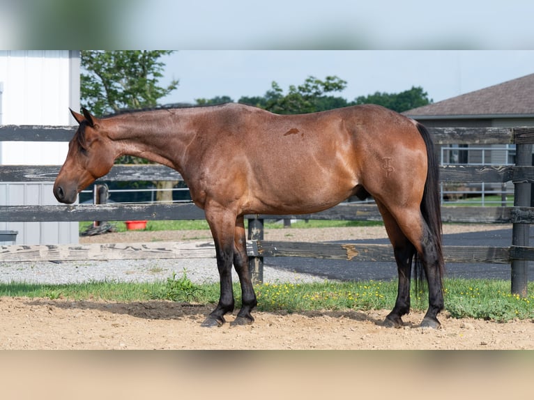 Quarter horse américain Croisé Hongre 8 Ans Roan-Bay in Fredericksburg