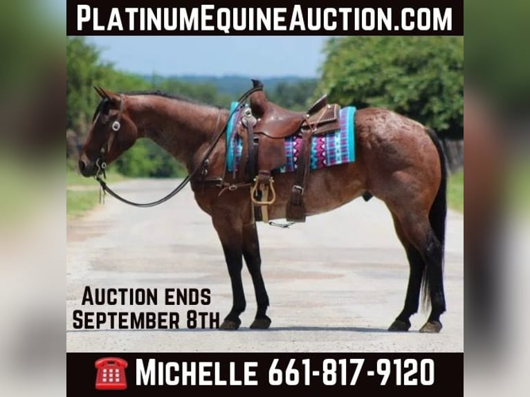 Quarter horse américain Hongre 8 Ans Roan-Bay in Stephenville Tx