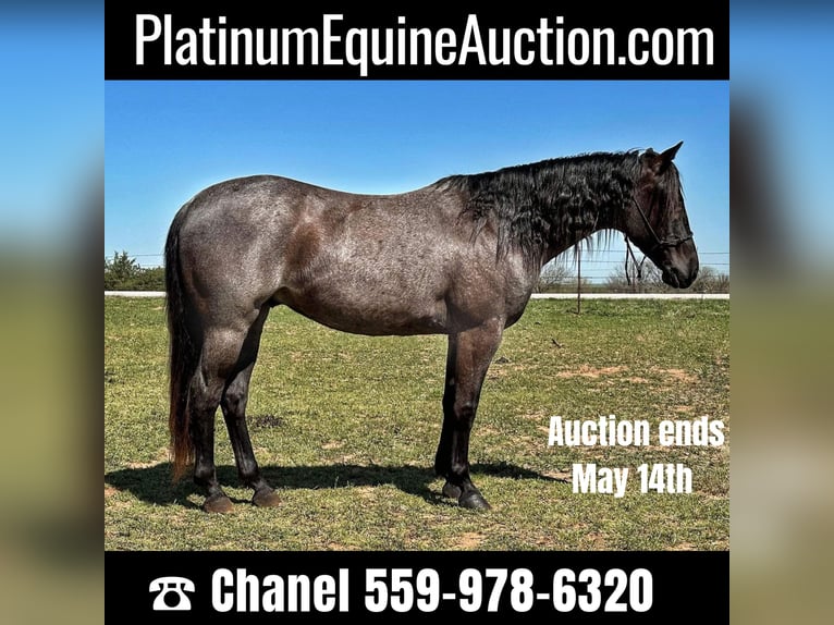 Quarter horse américain Hongre 8 Ans Rouan Bleu in Byers TX