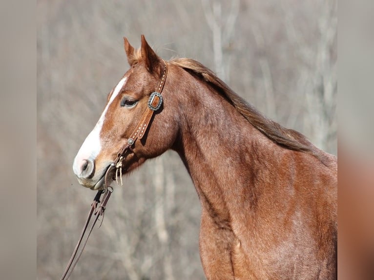Quarter horse américain Hongre 8 Ans Rouan Rouge in Brodhead KY