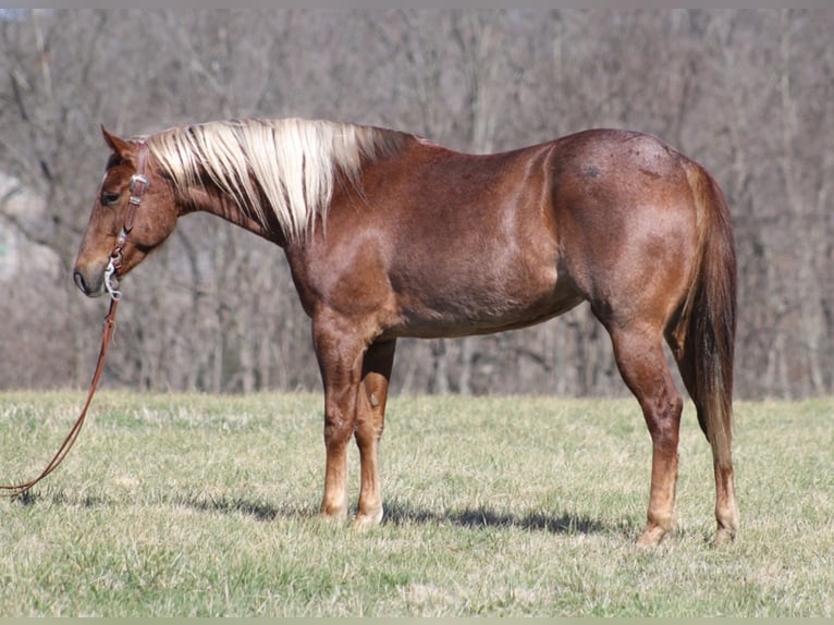 Quarter horse américain Hongre 8 Ans Rouan Rouge in Mount Vernon KY