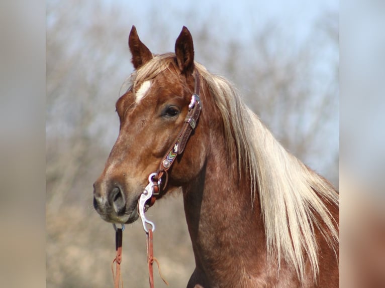 Quarter horse américain Hongre 8 Ans Rouan Rouge in Mount Vernon KY