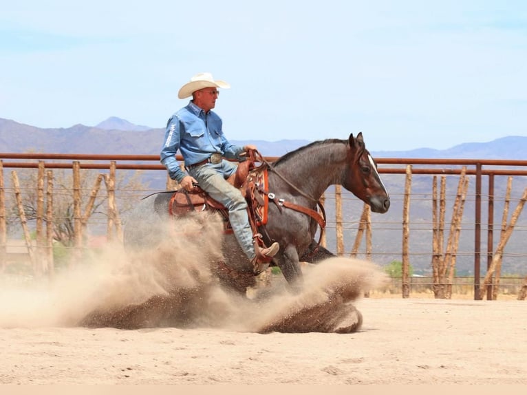 Quarter horse américain Hongre 8 Ans Rouan Rouge in Carefree, AZ
