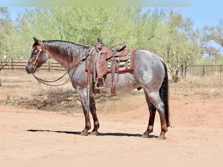 Quarter horse américain Hongre 8 Ans Rouan Rouge in Carefree, AZ