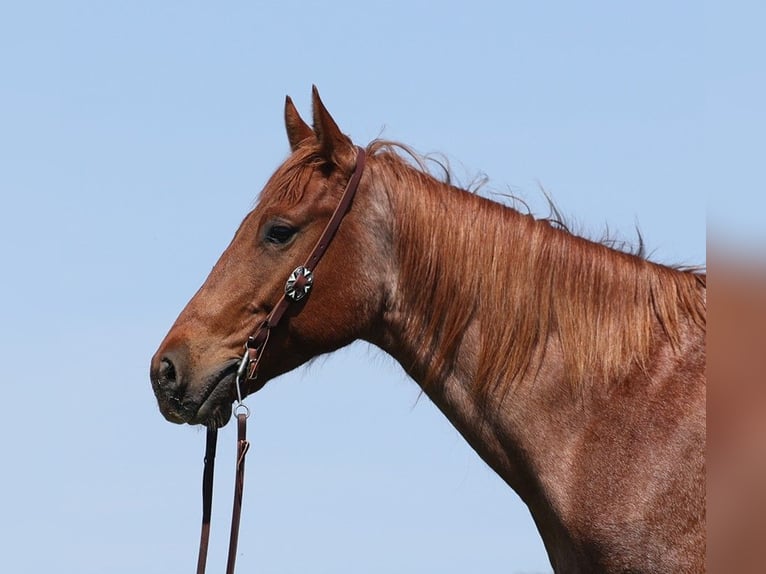 Quarter horse américain Hongre 8 Ans Rouan Rouge in Somerset KY