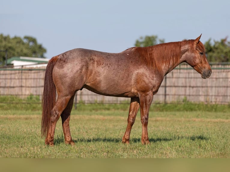 Quarter horse américain Hongre 8 Ans Rouan Rouge in Weatherford TX