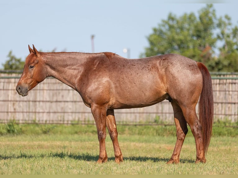 Quarter horse américain Hongre 8 Ans Rouan Rouge in Weatherford TX