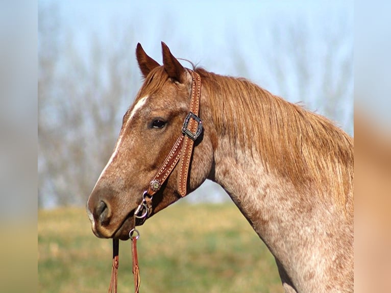 Quarter horse américain Hongre 8 Ans Rouan Rouge in Whitley city KY