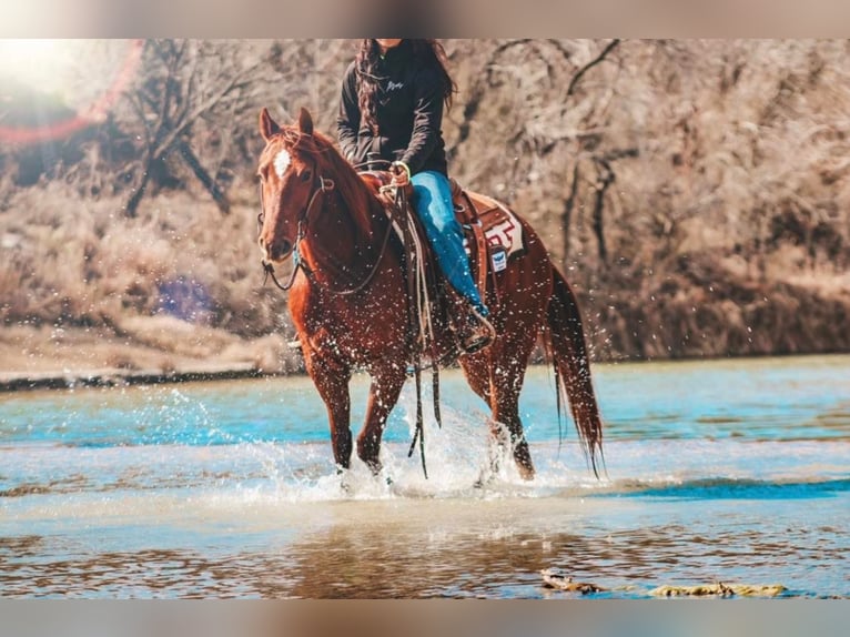 Quarter horse américain Hongre 8 Ans in Stephenville TX