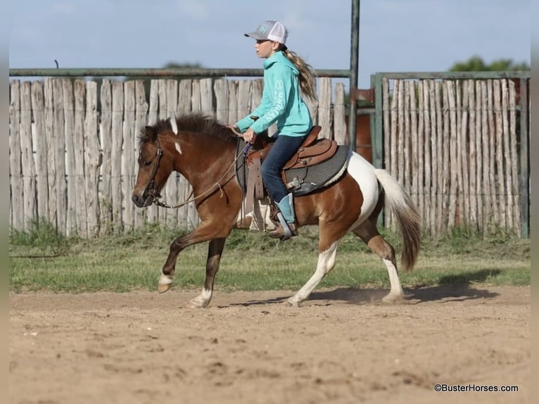 Quarter horse américain Hongre 9 Ans 109 cm Tobiano-toutes couleurs in Weatherford TX