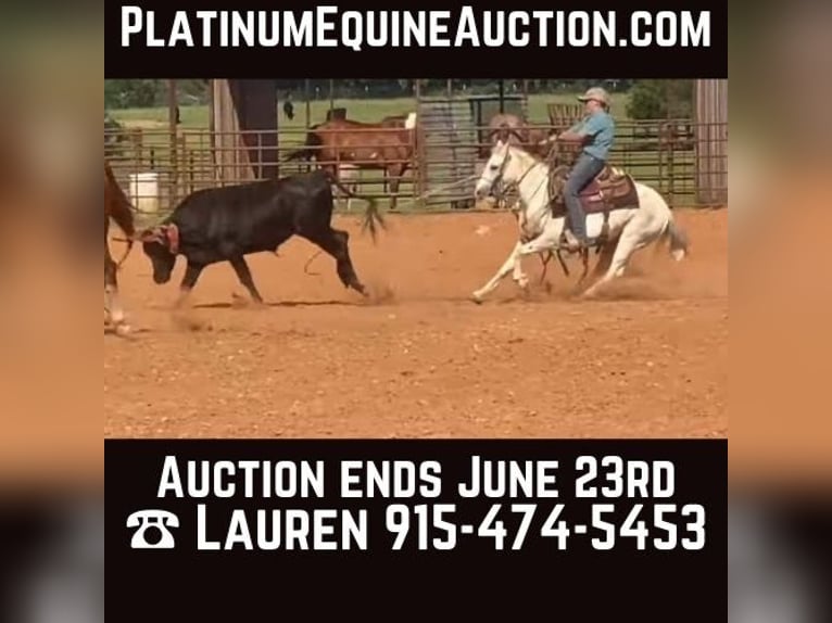 Quarter horse américain Hongre 9 Ans 127 cm Gris in Gainesville TX