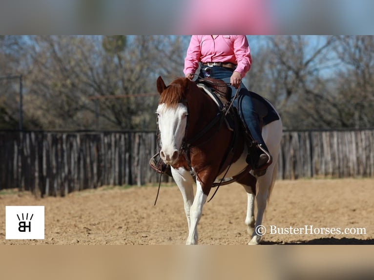 Quarter horse américain Hongre 9 Ans 132 cm Alezan cuivré in Weatherford TX