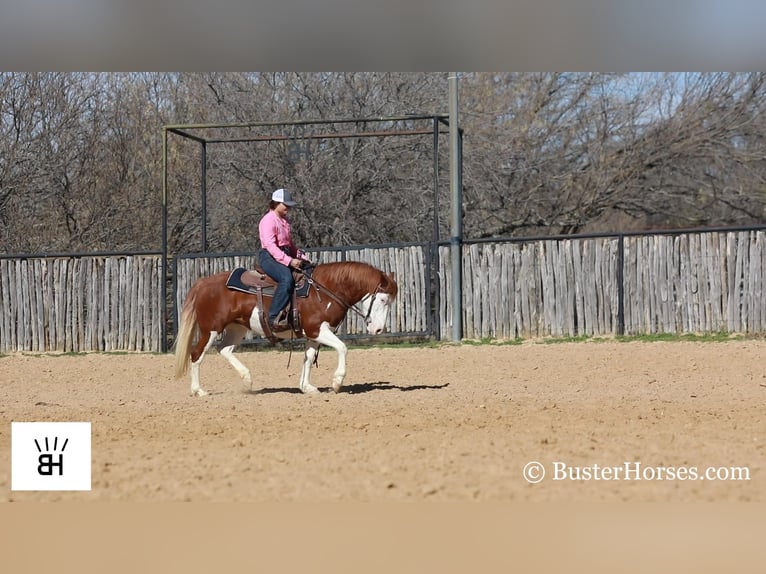 Quarter horse américain Hongre 9 Ans 132 cm Alezan cuivré in Weatherford TX