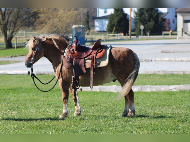 Quarter horse américain Croisé Hongre 9 Ans 132 cm Buckskin in Millersburg