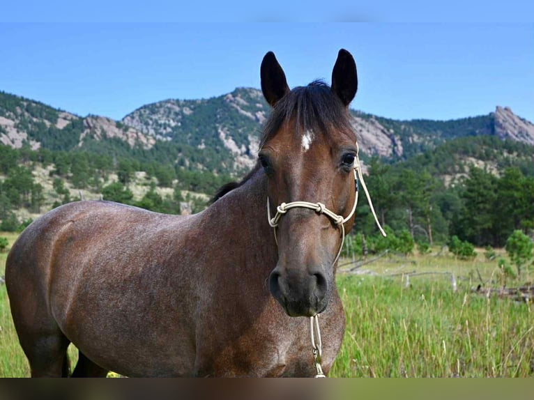 Quarter horse américain Hongre 9 Ans 132 cm Rouan Rouge in Arvada CO