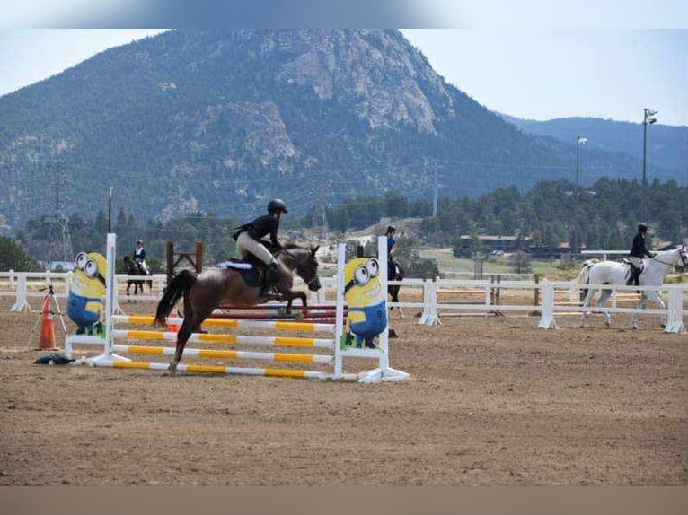 Quarter horse américain Hongre 9 Ans 132 cm Rouan Rouge in Arvada CO