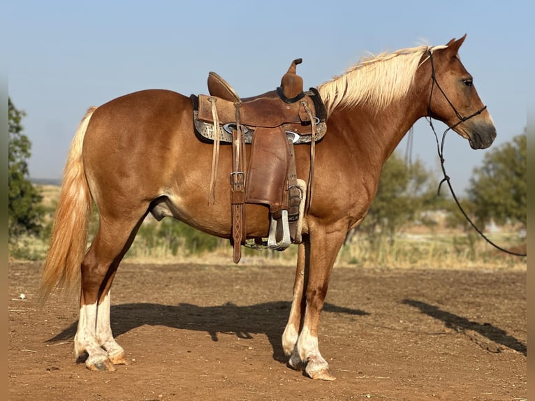Quarter horse américain Hongre 9 Ans 135 cm Alezan brûlé in byers TX