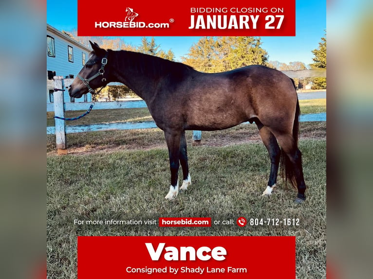 Quarter horse américain Croisé Hongre 9 Ans 137 cm Buckskin in Sandston, VA