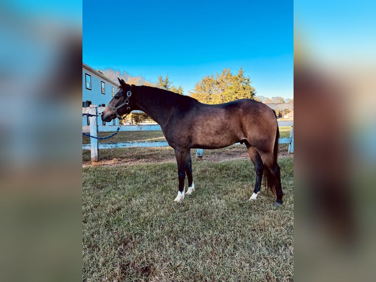 Quarter horse américain Croisé Hongre 9 Ans 137 cm Buckskin in Sandston, VA