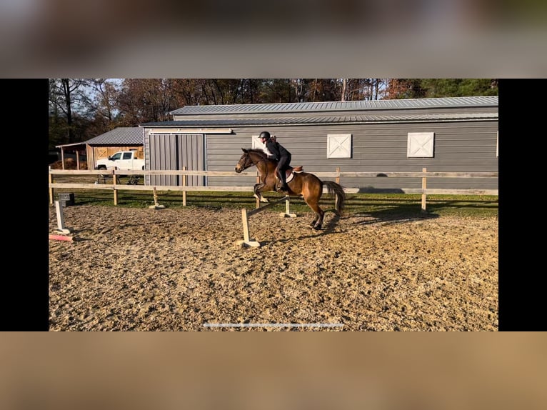 Quarter horse américain Croisé Hongre 9 Ans 137 cm Buckskin in Sandston, VA