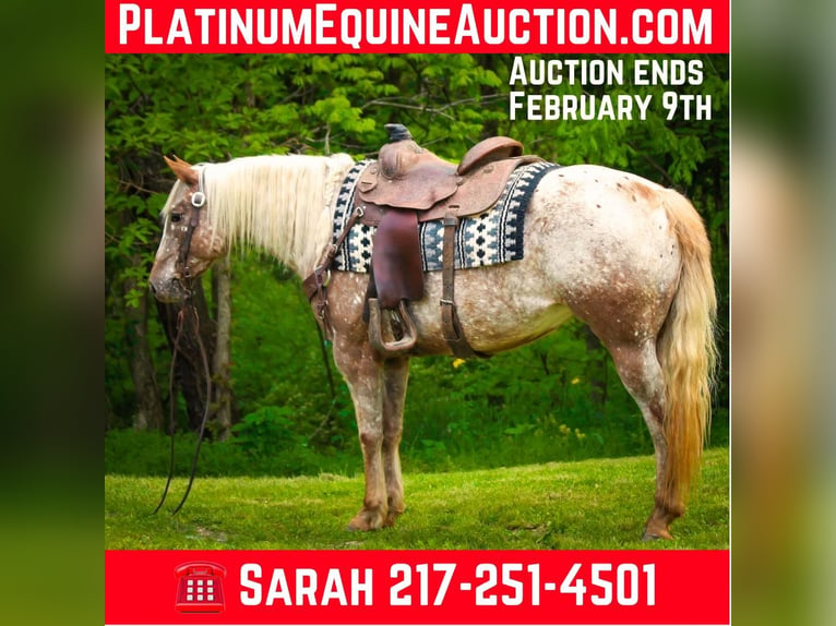 Quarter horse américain Hongre 9 Ans 137 cm Rouan Rouge in Dennison IL