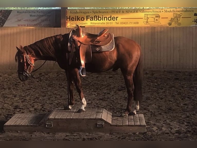 Quarter horse américain Hongre 9 Ans 140 cm Alezan in Schönberg