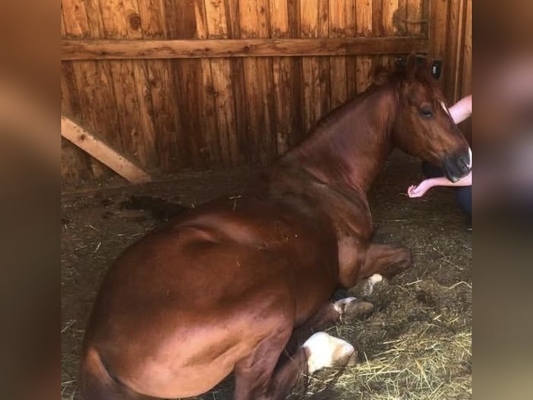 Quarter horse américain Hongre 9 Ans 140 cm Alezan in Schönberg