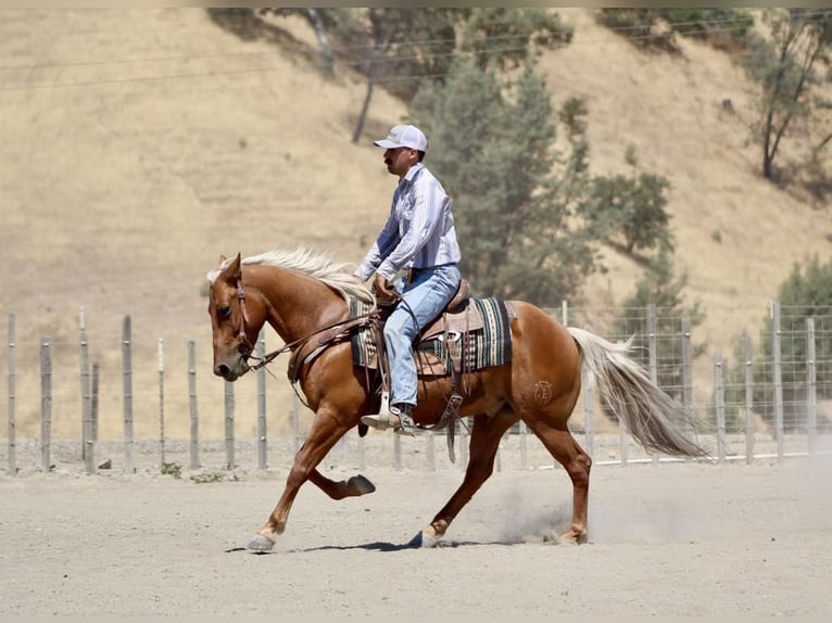 Quarter horse américain Hongre 9 Ans 140 cm Palomino in Paicines CA