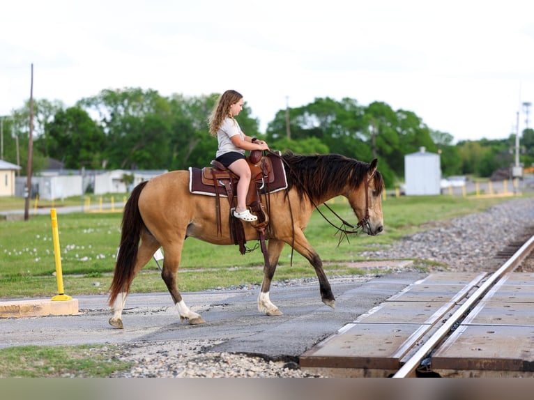 Quarter horse américain Croisé Hongre 9 Ans 142 cm Buckskin in Terrell