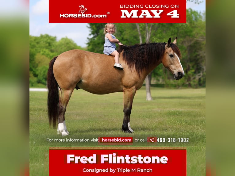 Quarter horse américain Croisé Hongre 9 Ans 142 cm Buckskin in Terrell