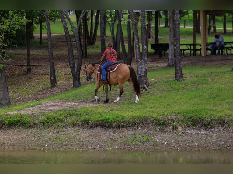 Quarter horse américain Croisé Hongre 9 Ans 142 cm Buckskin in Terrell