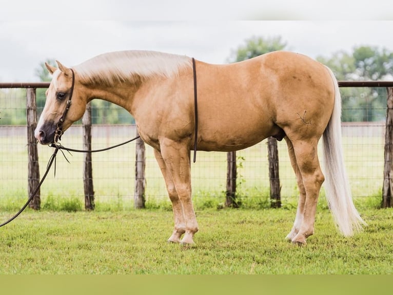 Quarter horse américain Hongre 9 Ans 142 cm Palomino in Lipan, TX