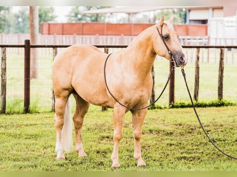 Quarter horse américain Hongre 9 Ans 142 cm Palomino in Lipan, TX