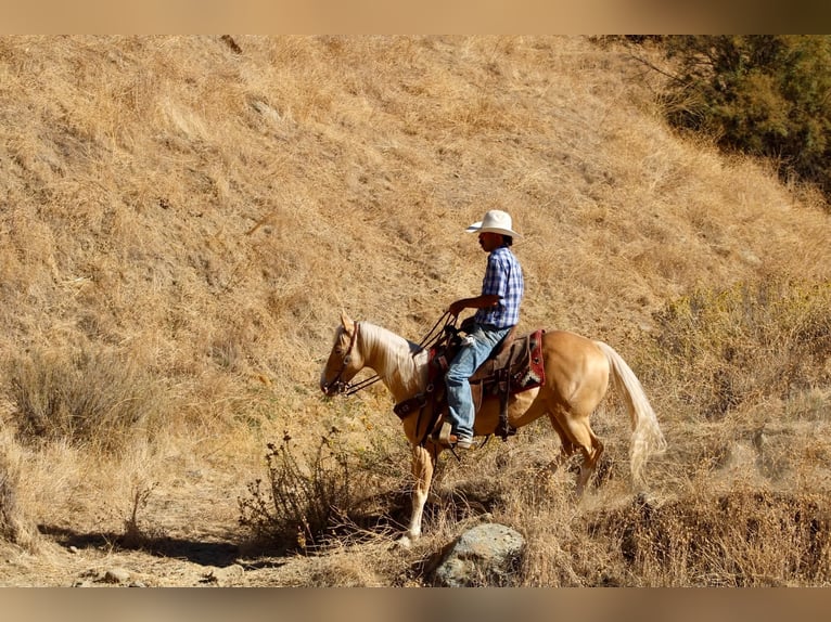 Quarter horse américain Hongre 9 Ans 142 cm Palomino in Tres Pinos