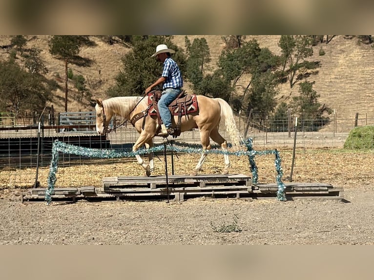 Quarter horse américain Hongre 9 Ans 142 cm Palomino in Tres Pinos