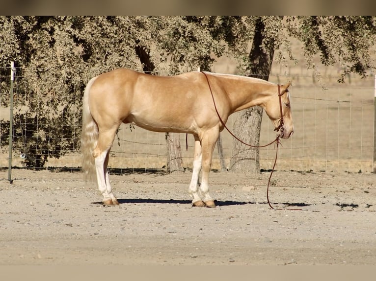 Quarter horse américain Hongre 9 Ans 142 cm Palomino in Tres Pinos