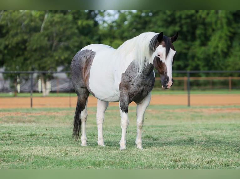 Quarter horse américain Hongre 9 Ans 142 cm Pinto in Joshua
