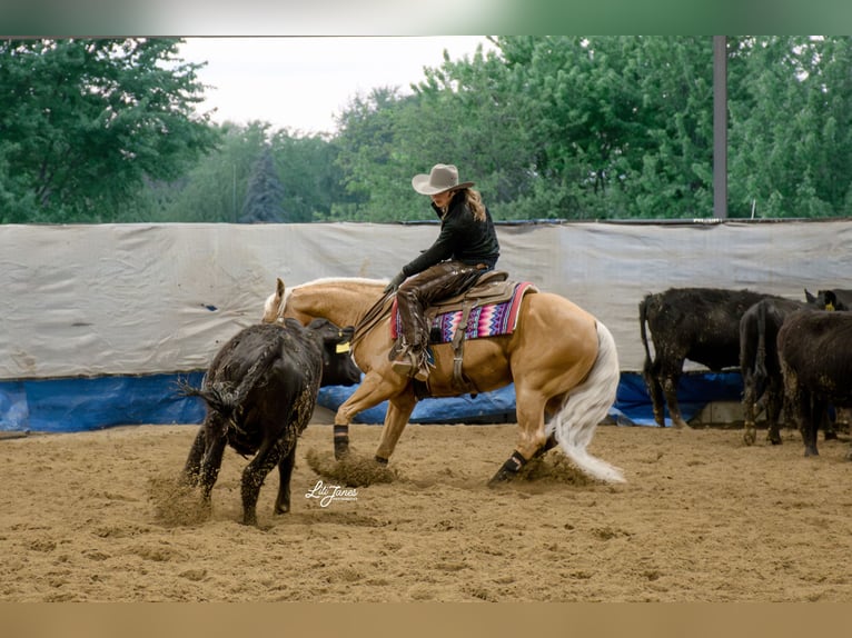 Quarter horse américain Hongre 9 Ans 142 cm  in Mount Vernon