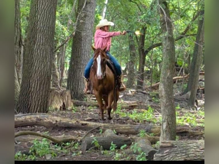 Quarter horse américain Hongre 9 Ans 145 cm Alezan brûlé in Libson IA