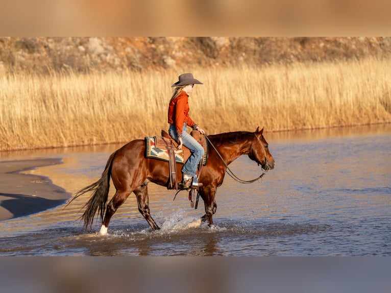 Quarter horse américain Hongre 9 Ans 145 cm Alezan cuivré in Canyon
