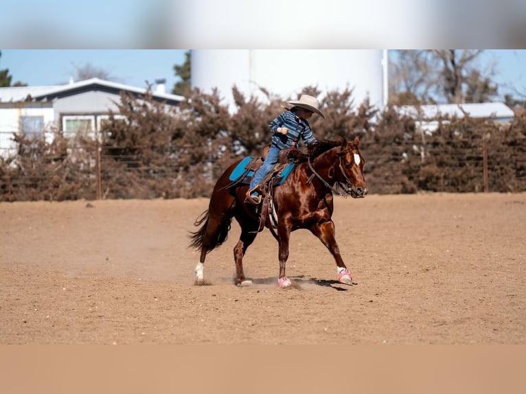Quarter horse américain Hongre 9 Ans 145 cm Alezan cuivré in Canyon