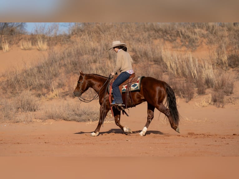 Quarter horse américain Hongre 9 Ans 145 cm Alezan cuivré in Canyon