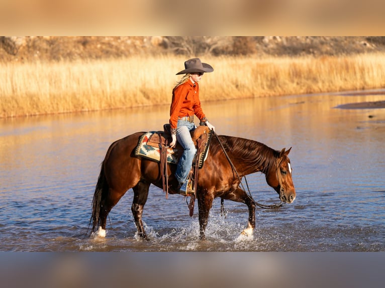 Quarter horse américain Hongre 9 Ans 145 cm Alezan cuivré in Canyon