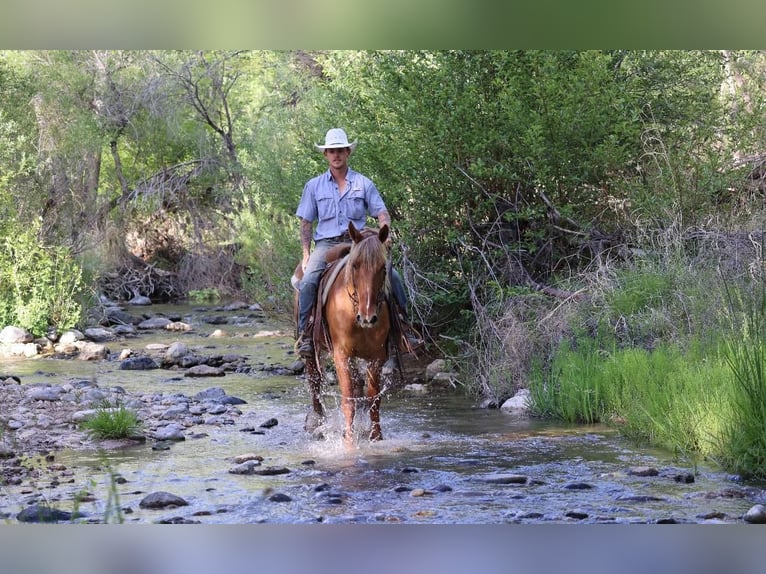 Quarter horse américain Hongre 9 Ans 145 cm Alezan cuivré in Camp Verde AZ